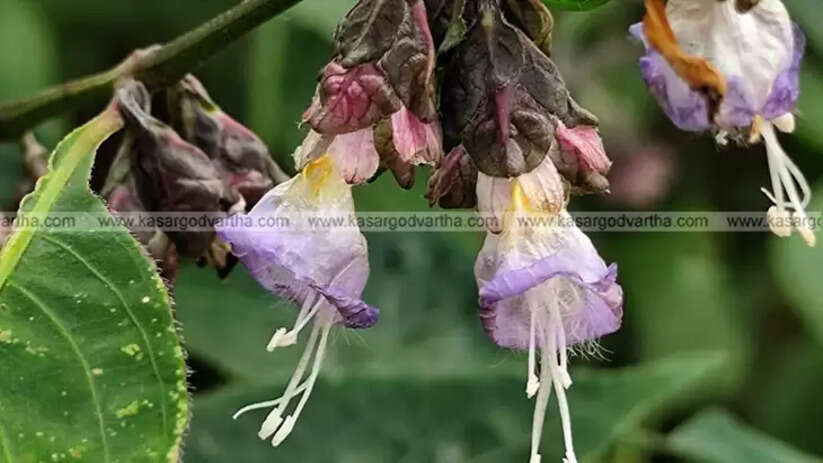 Jomy Kurinji (Strobilanthes jomyi), a rare medicinal plant from Kasaragod.