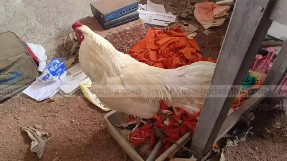 Three Men Arrested for Cockfighting and Gambling in Manjeshwar as Police Seize Cash and Rooster