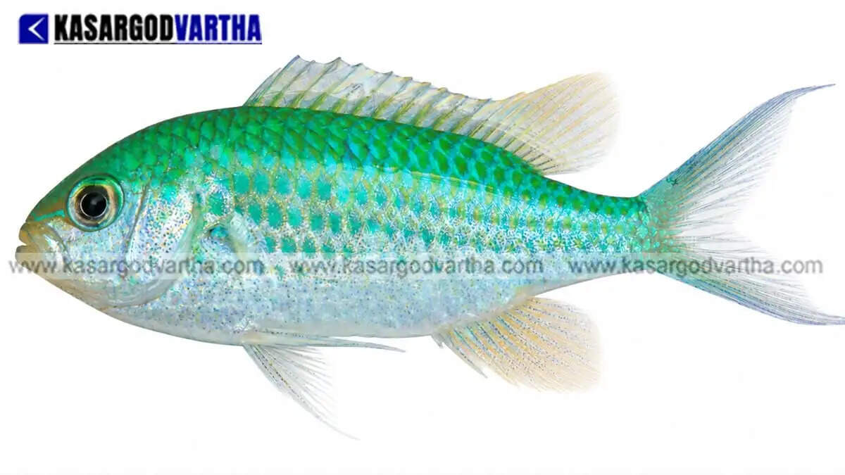  New fish species 'Chromis venata' discovered in Lakshadweep coral reefs; NBFGR researchers find Green Chromis is not a single species
