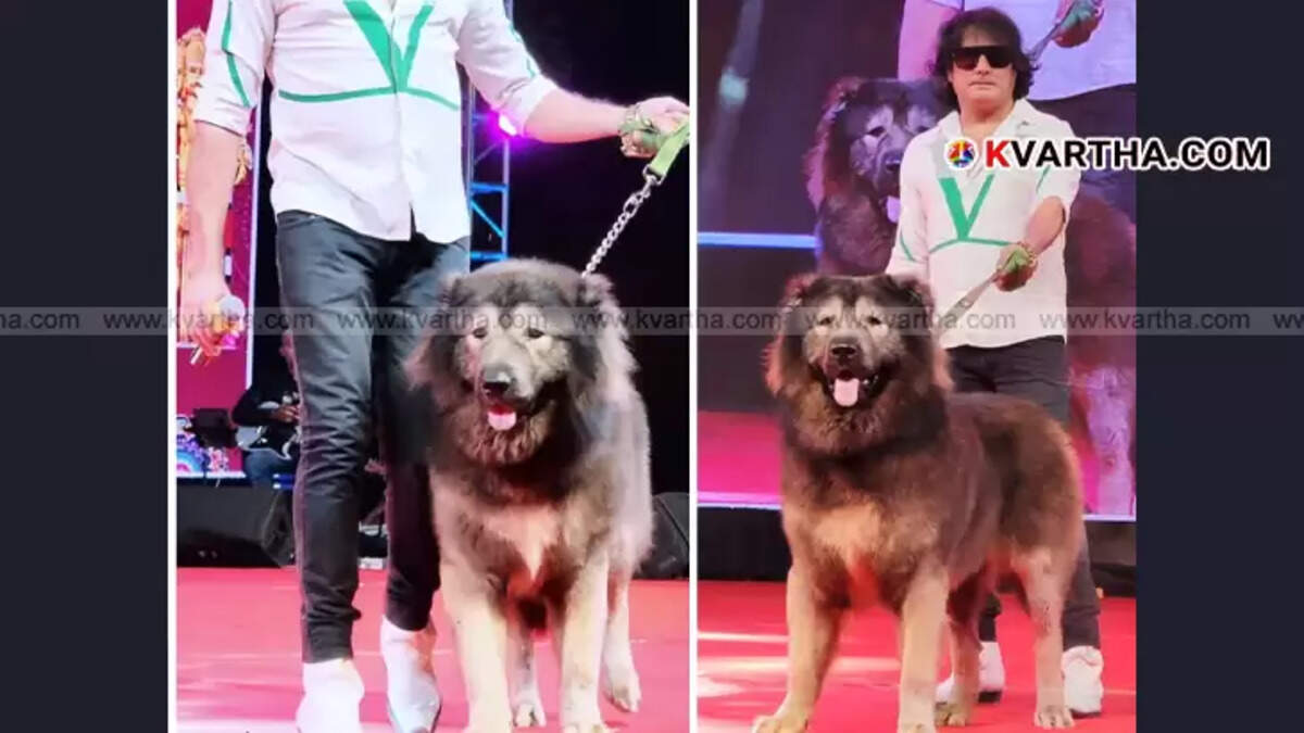 ₹50 Crore 'Wolf Dog'; World's Most Expensive Wonder Creature Now Owned by Satish