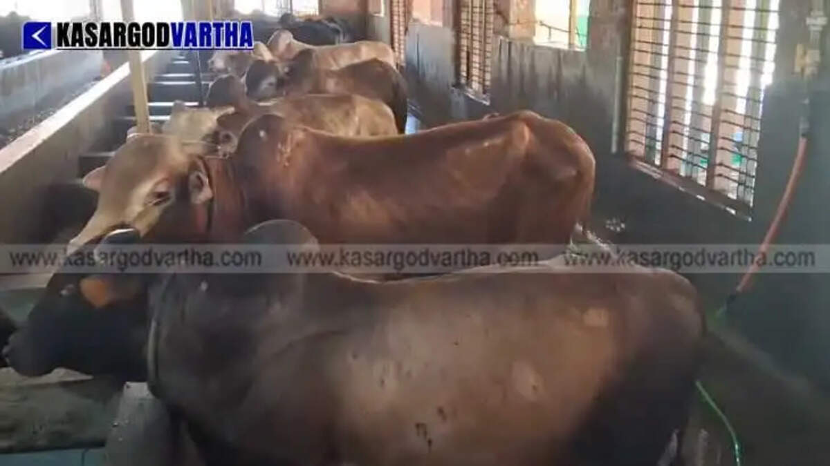  Kondevoor Ashram in Uppala: A Sanctuary for Endangered Kasaragod Dwarf Cows and Nature Conservation
