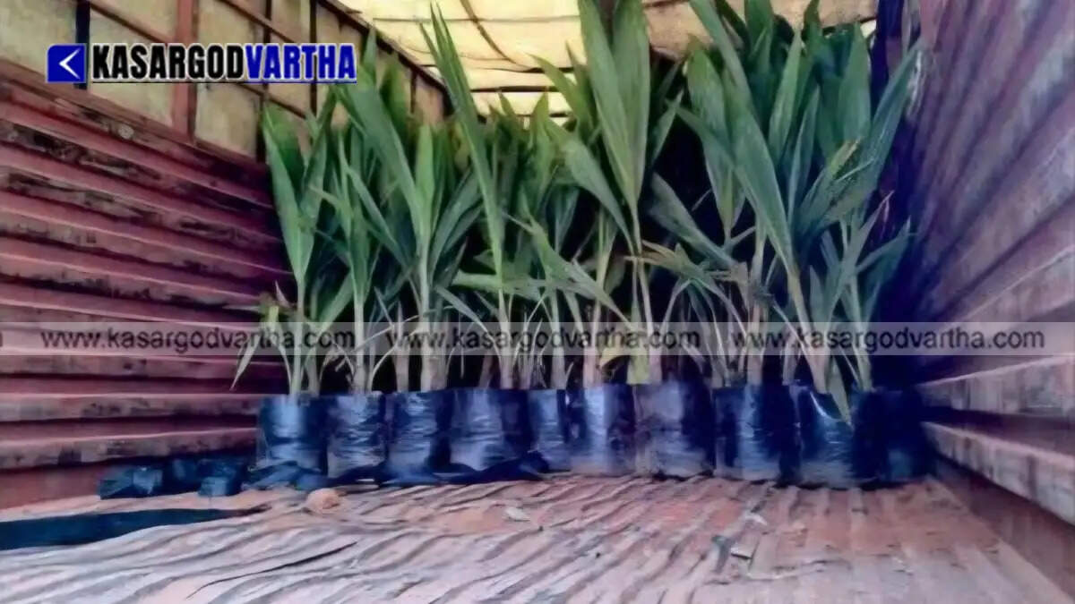 Police officials with the seized packages of ganja in Mysore.