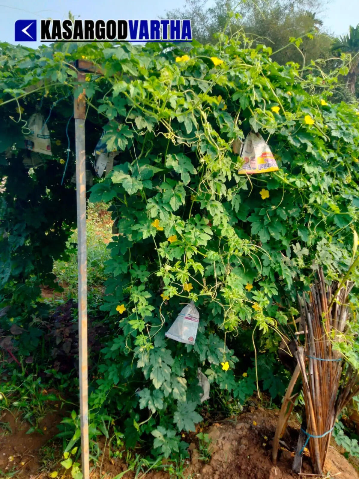 MGA Rahman inspecting his hydroponic vertical garden at Mogral