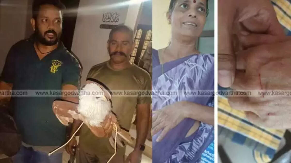 Forest officials capturing a hawk that attacked residents in Ramaram, Nileswaram.
