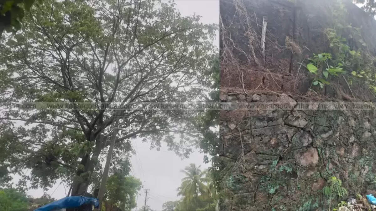 Large tree dangerously leaning over power lines on Kumbla School Road.
