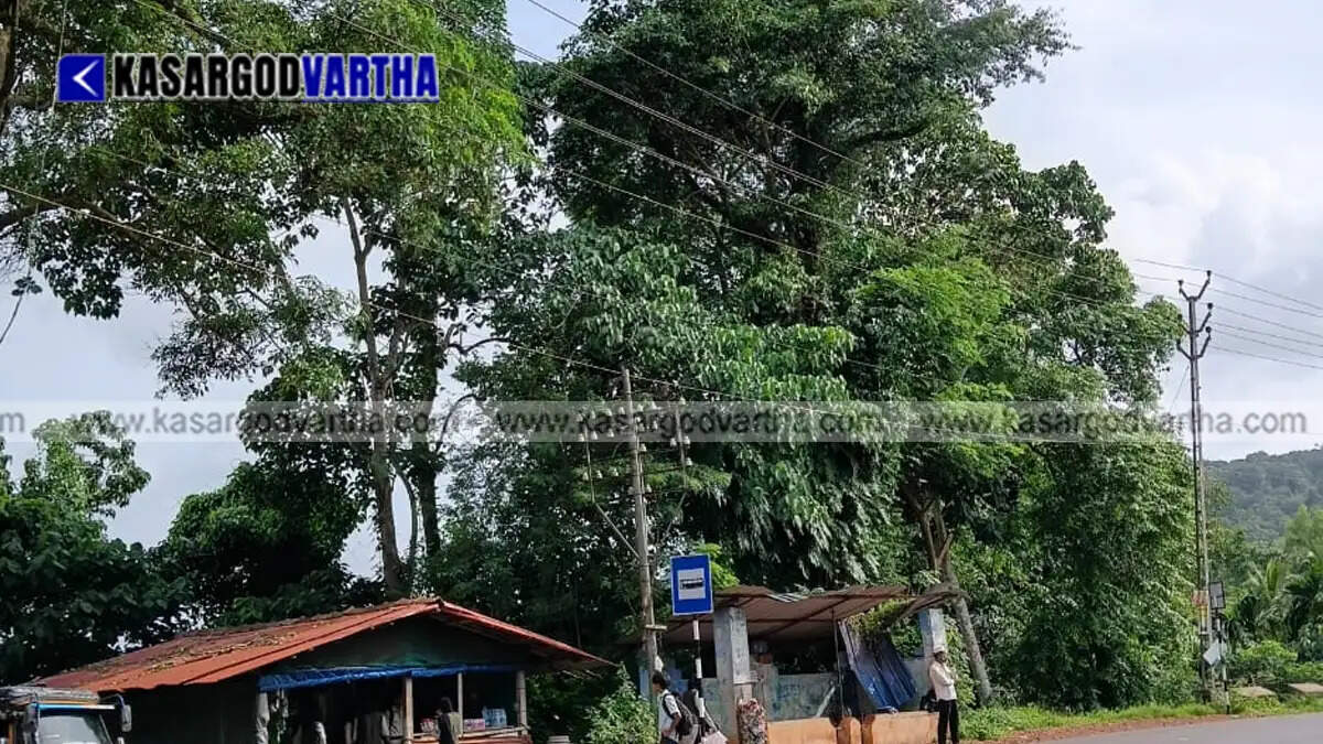 A huge dangerous tree near the bus waiting shed at Adoor junction
