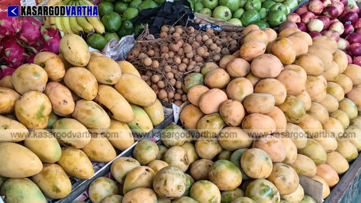 Fresh varieties of mangoes displayed at a market in Kasaragod city.