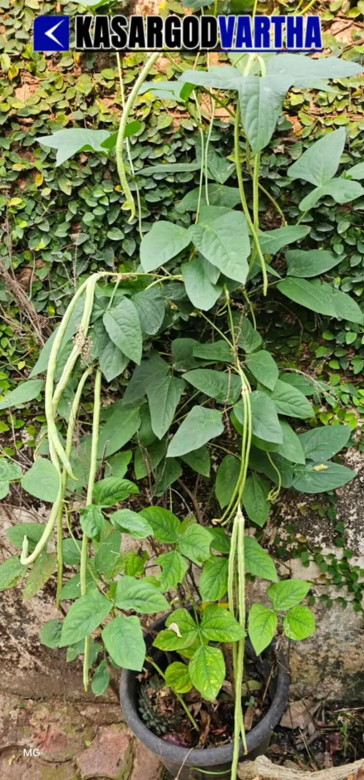 MGA Rahman inspecting his hydroponic vertical garden at Mogral