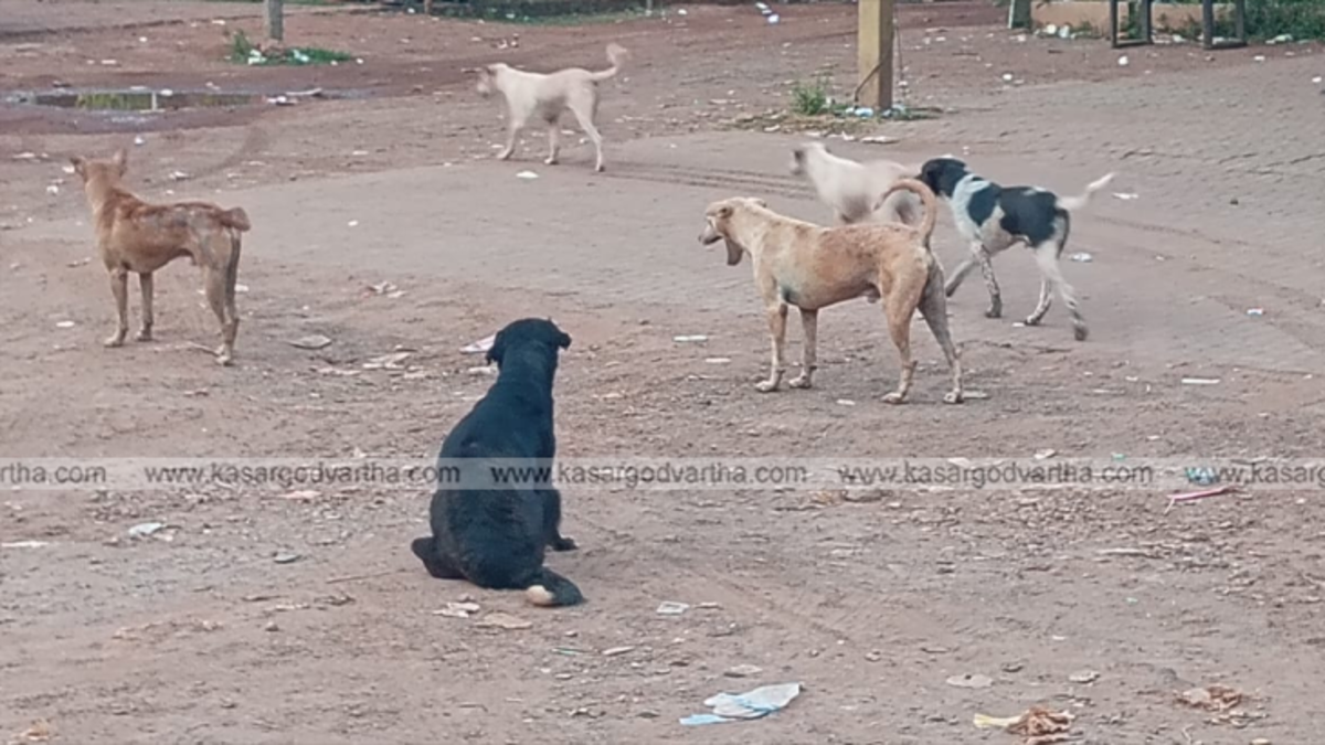 A group of stray dogs posing a nuisance in Kasaragod.