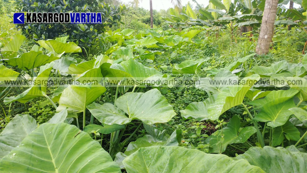 Representational image of vegetable farming and agricultural crisis in Kasaragod ahead of Onam