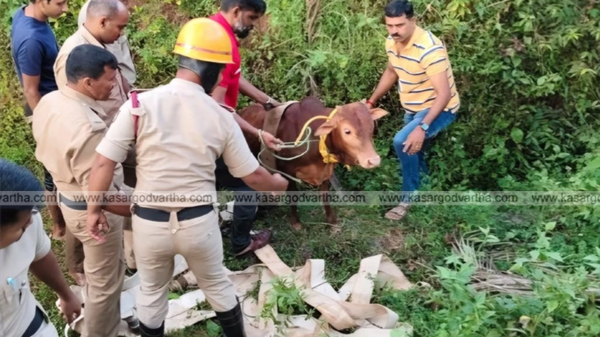 Fire personnel rescuing a calf from a deep well