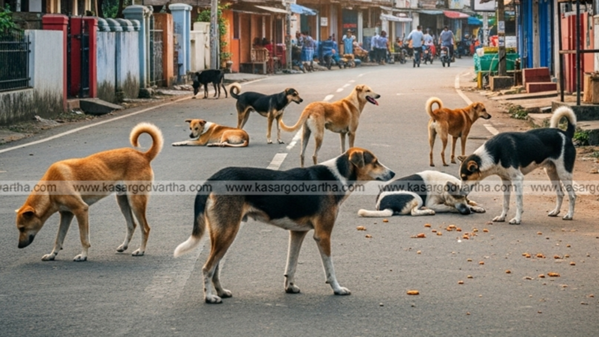 Stray dog walking on a street in Kerala.