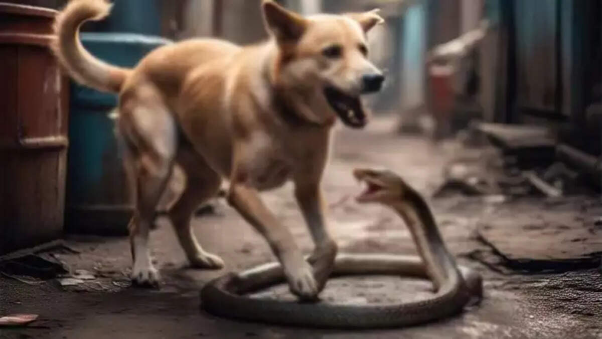  Heroic pitbull dog Bhima, who saved children from a king cobra in Hassan, Karnataka.