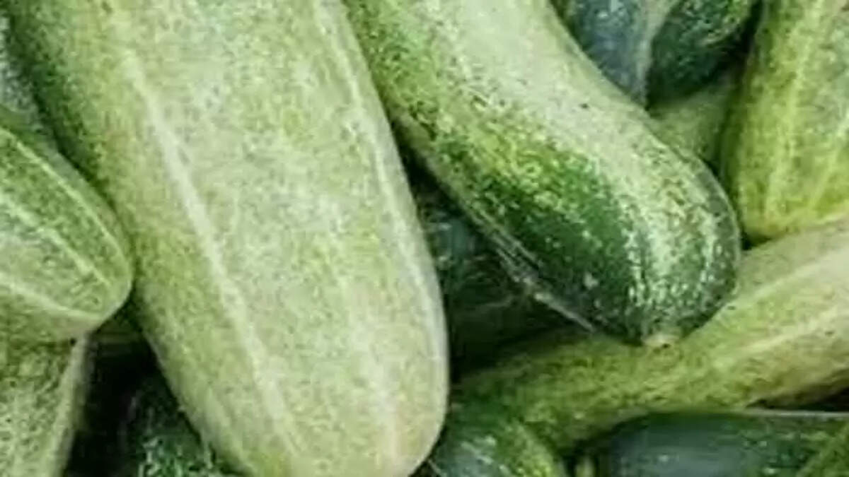 Cucumber