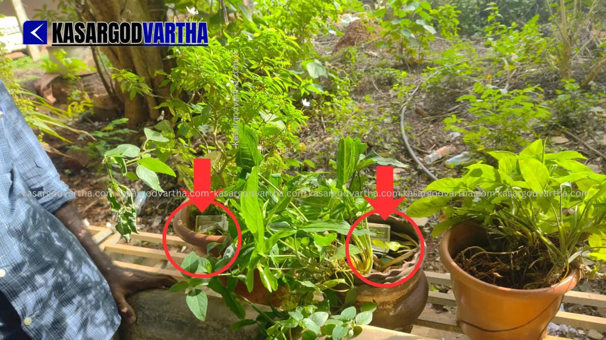 Vigilance surprise raid at RTO offices in Kasaragod district: Rs 17,150 seized from flower pot.