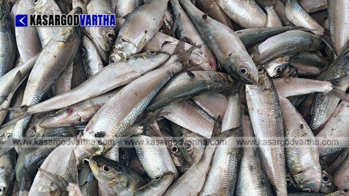 Fish Prices Soar During Trawling Ban in Kasaragod; Health Department Issues Warning Against Stale and Adulterated Fish