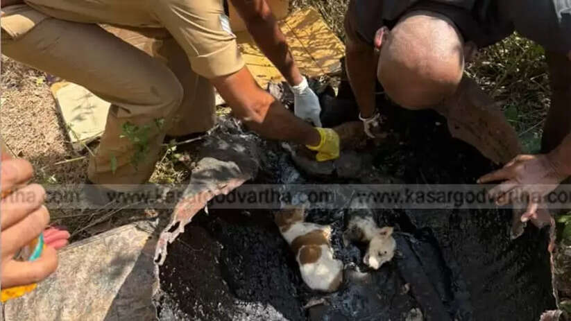 Kasaragod Fire Force Rescues Puppies Trapped and Struggling inside a Hot Tar Drum on Roadside