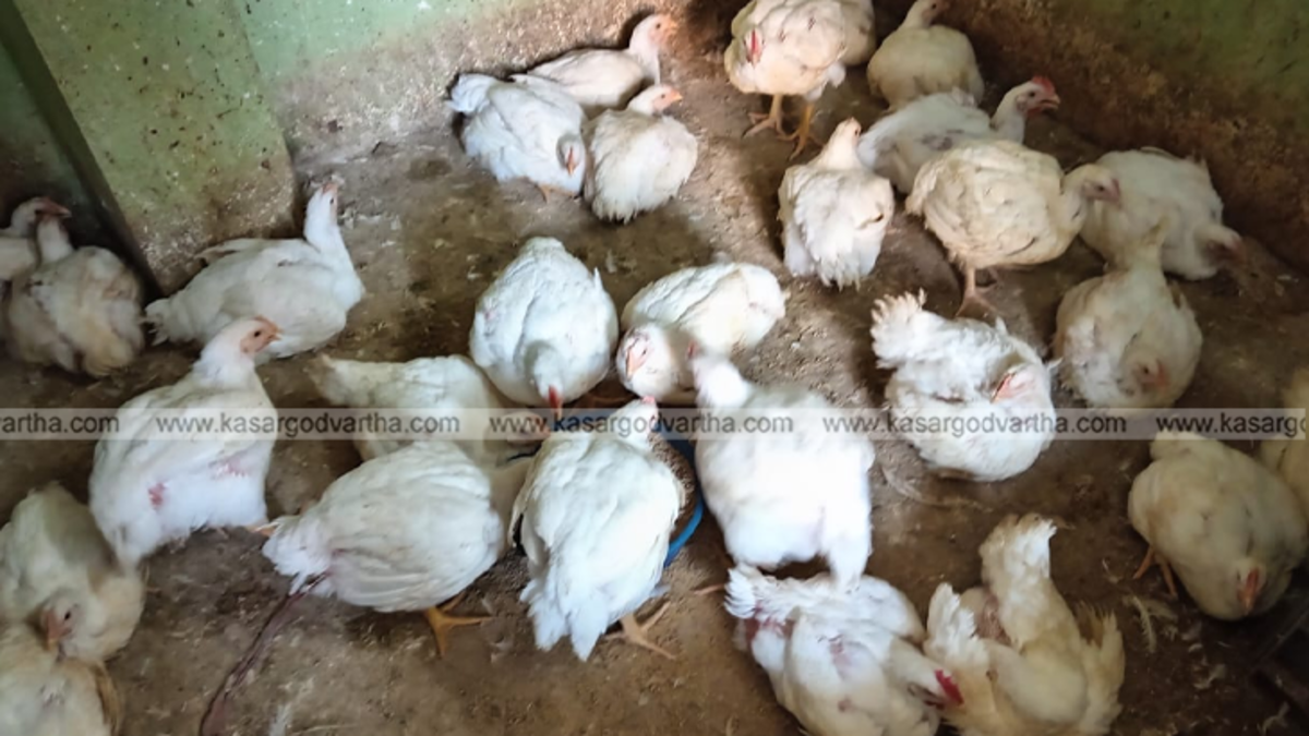  Chicken displayed in a meat shop in Kerala with price hike tags