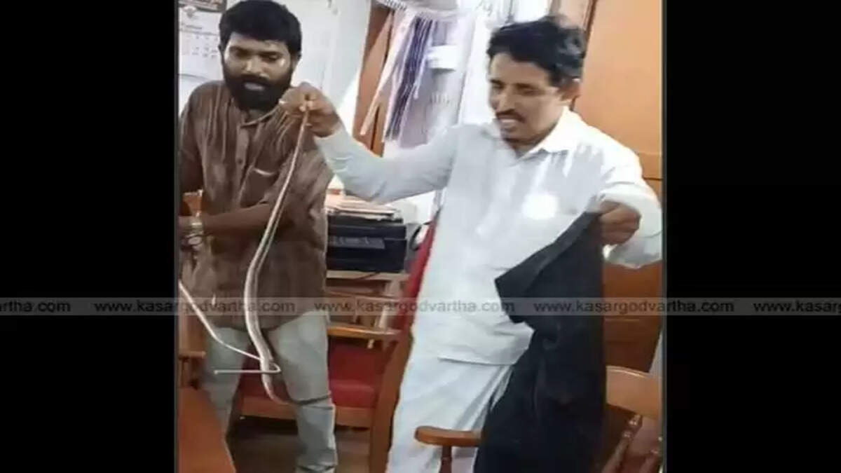 Snake found in Manjeshwar Panchayat office,&nbsp;Snake, Entered, Panchayat Office, Manjeshwar News