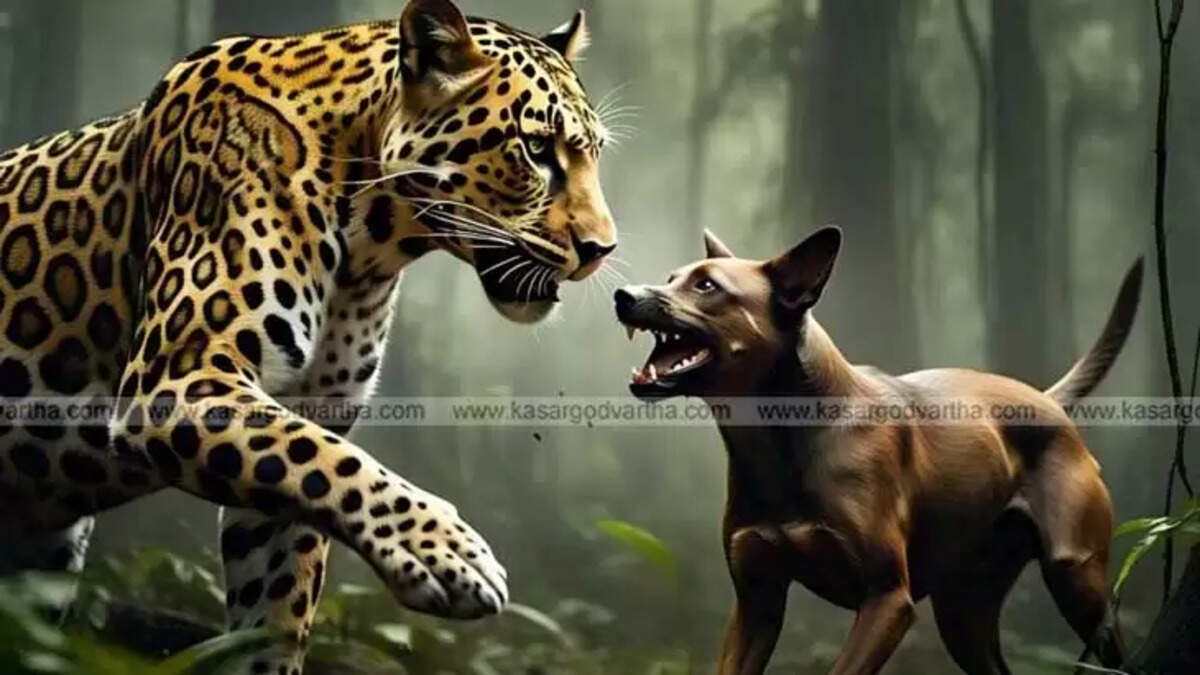 Dead dog, victim of suspected leopard attack in Madikai, Kerala.