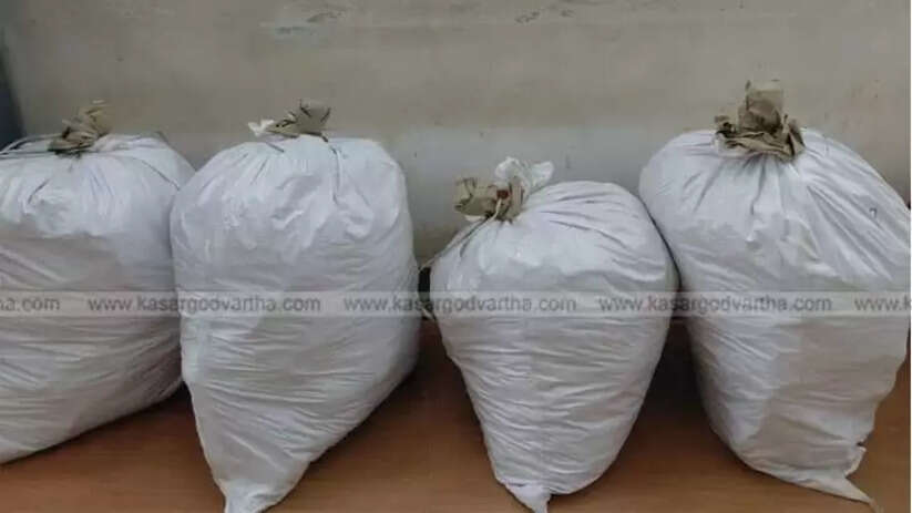 Manjeshwar Police Seize Massive 116 Kg Ganja Stock and Mini Lorry