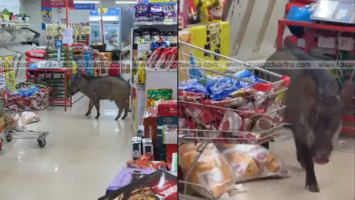 Wild boar inside a hypermarket