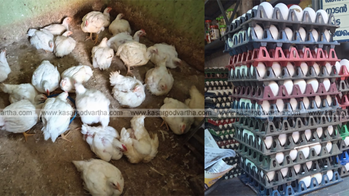 Chicken meat in a retail shop in Kasaragod