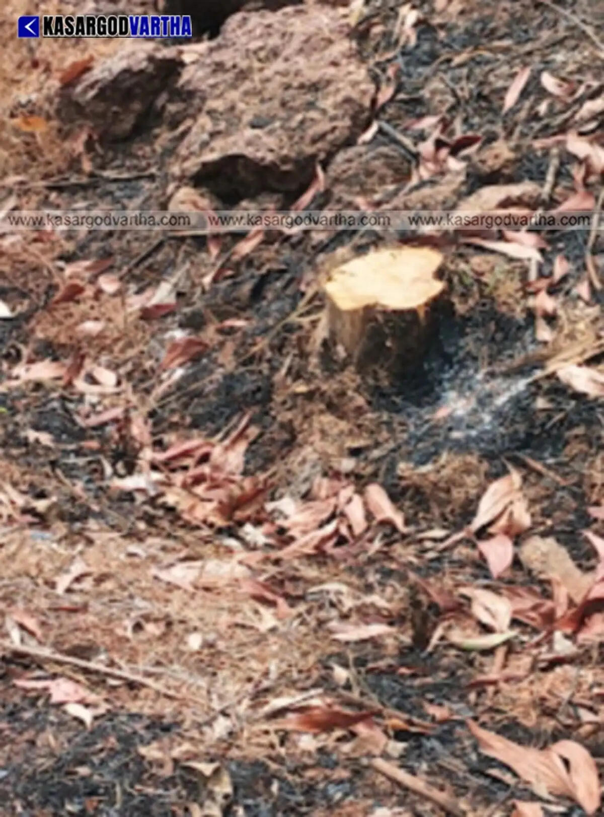 Badiyadka police register case after 23 trees worth ₹3 lakh stolen from PWD land