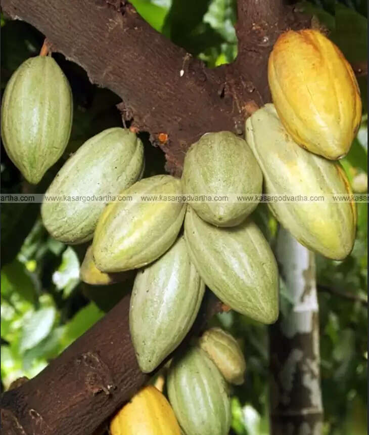 High-yielding coconut trees developed by CPCRI with heavy bunch of coconuts.