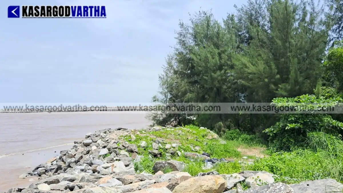 Pallam mangrove forests in Kasaragod become a rare bird sanctuary; Forest Dept strengthens protection and plans to resume eco-park project