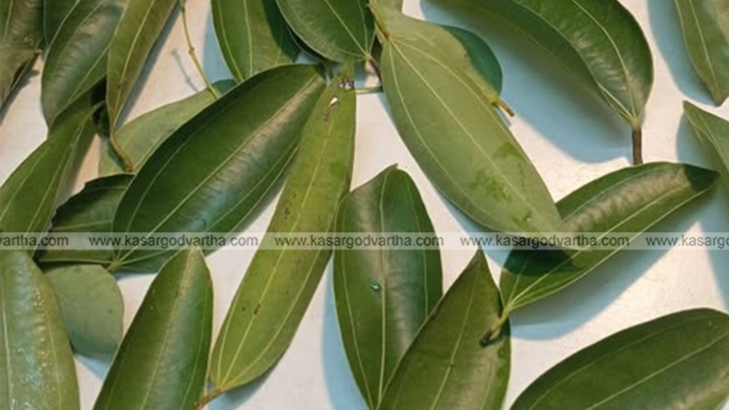 Dry bay leaves placed in kitchen cabinet to repel pests.
