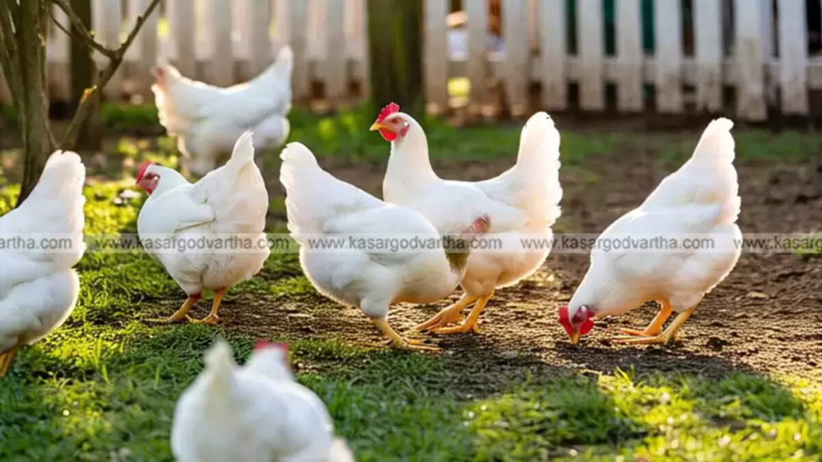 A display of chicken in a butcher shop in Kumbala, illustrating the rising prices.