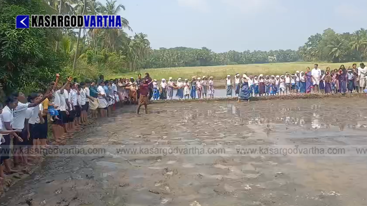 Image of students and farmers participating in a paddy sowing festival in a muddy field