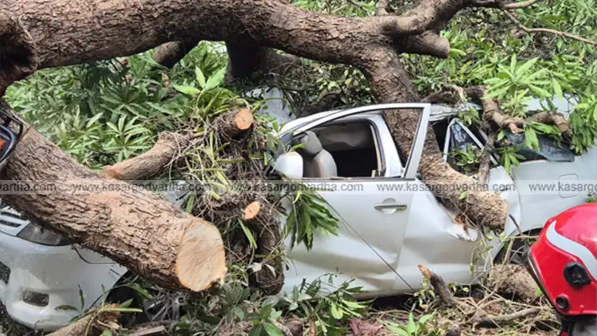  Damaged cars after a tree collapsed in Kanhangad, Kerala.