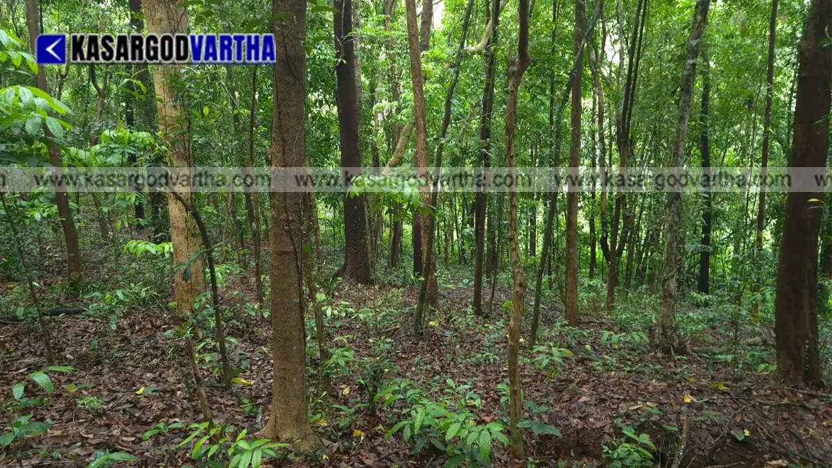  Conceptual image representing Venkataramana Bhat surrounded by the lush green forest he preserves in Kasaragod.