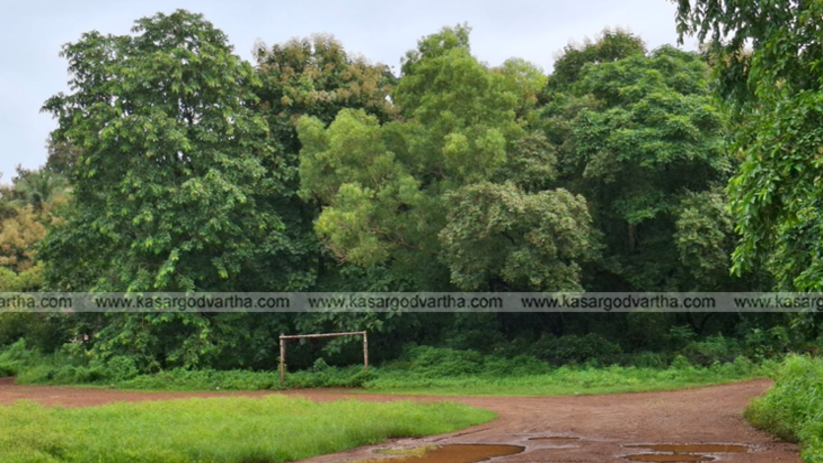  Representational image of a forest area with overgrown bushes.