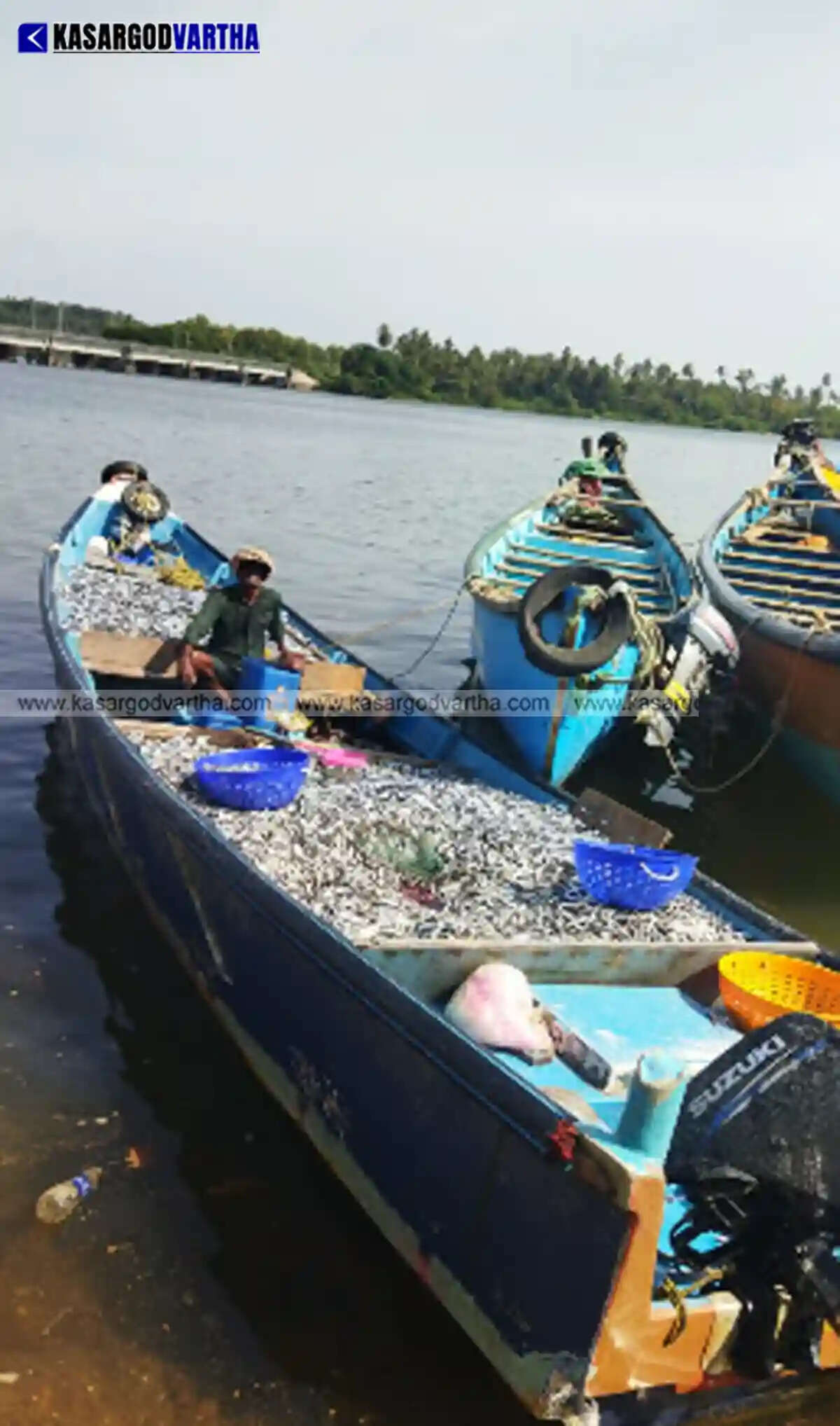 Three boats fined ₹10,000 each in Kasaragod for catching juvenile sardines