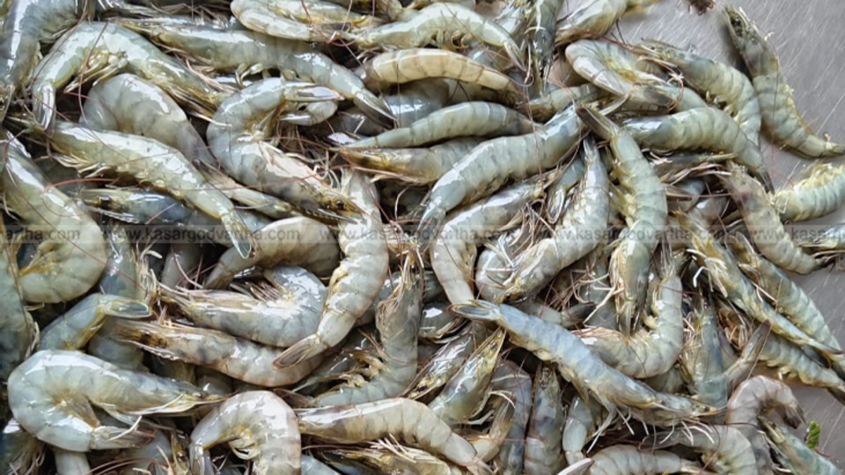 Fresh fish and shrimp at Kasaragod fish market