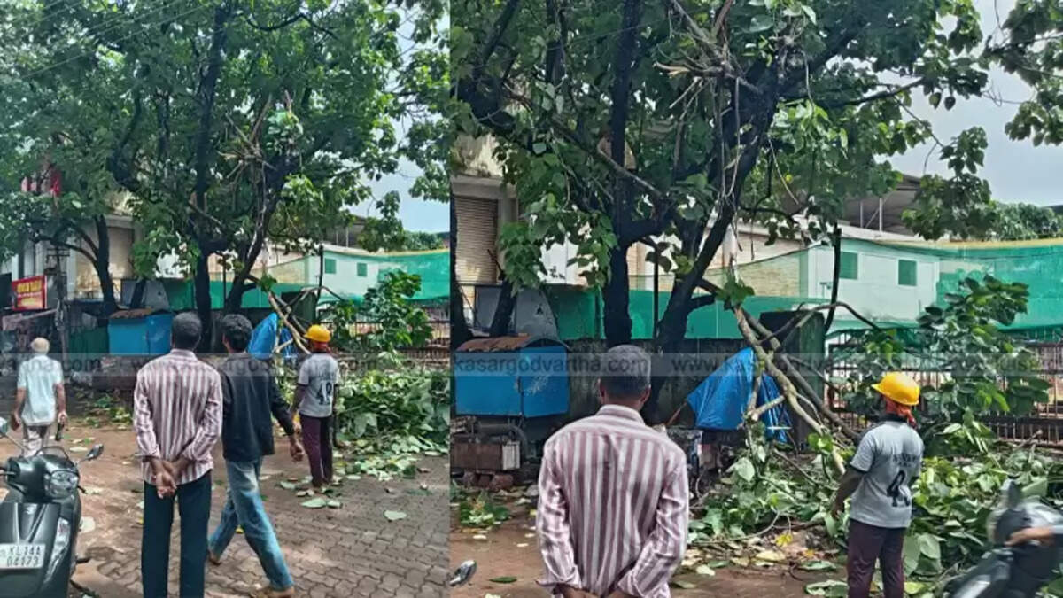 KSEB workers clearing hazardous tree branches near power lines on Kumbala school road.