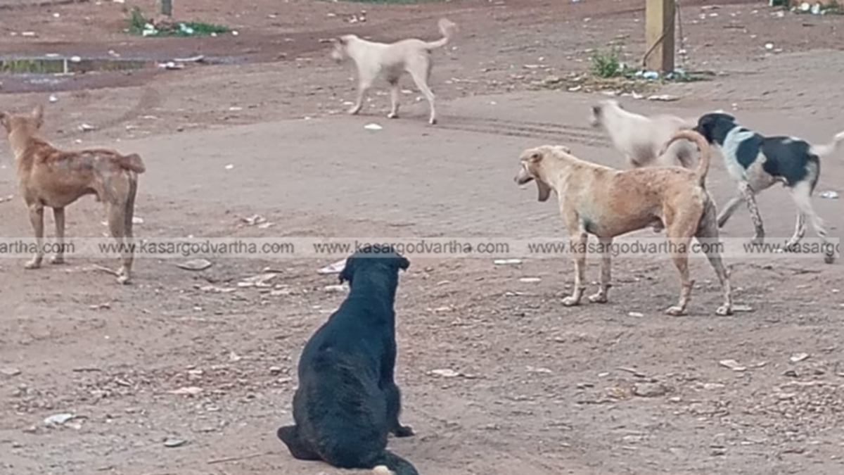Stray dog menace in a Kerala street