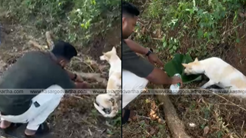 UDF candidate Suneesh rescuing a dog from a snare.
