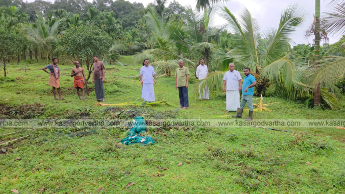 Wild elephant damage to coconut trees in Delampady Parappa