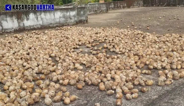 New Arecanut prices cross record ₹500 in Kasaragod; Farmers in distress as yield drops by half