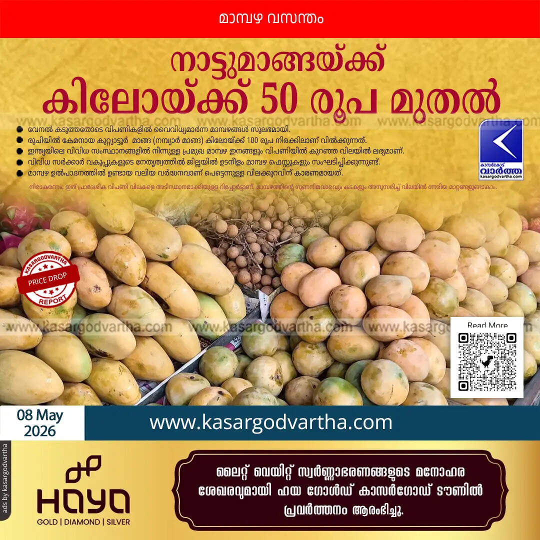 mango market price drop kasaragod