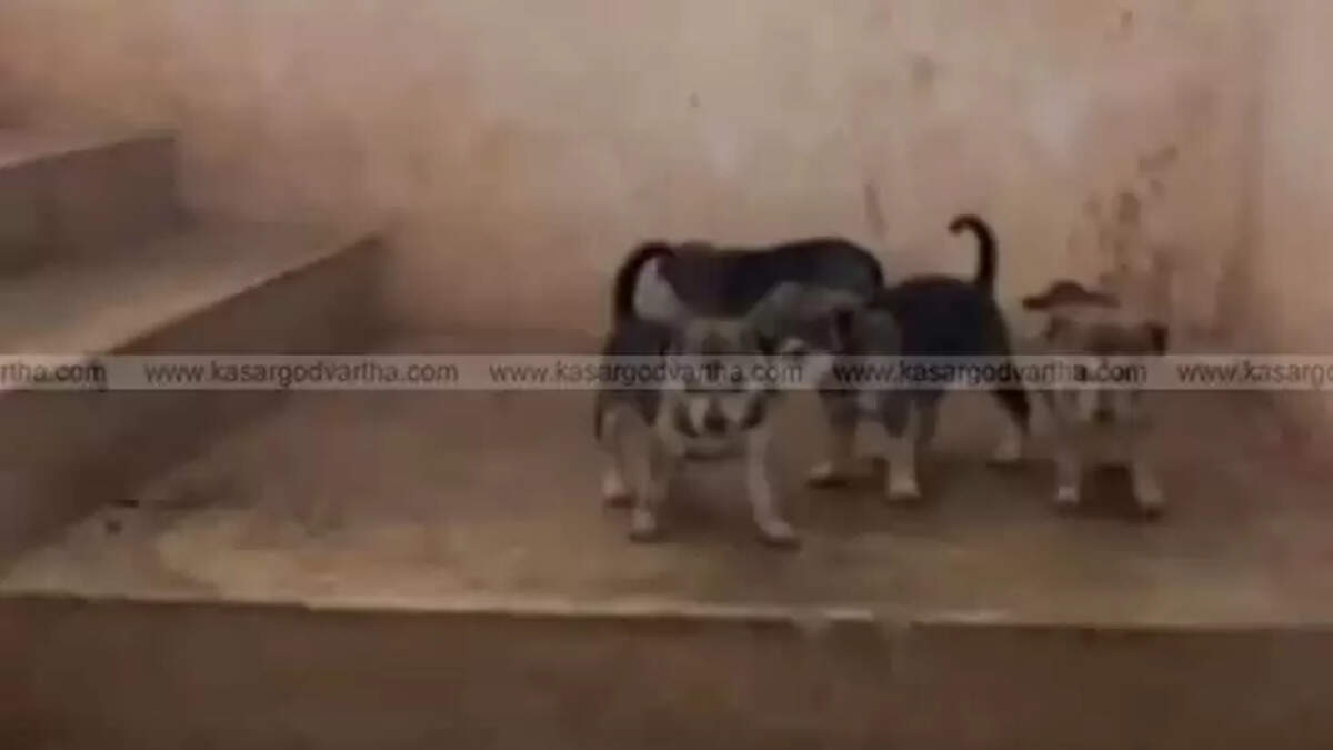 Supply Office Stairs Occupied by Mother Dog and Puppies in Kasaragod