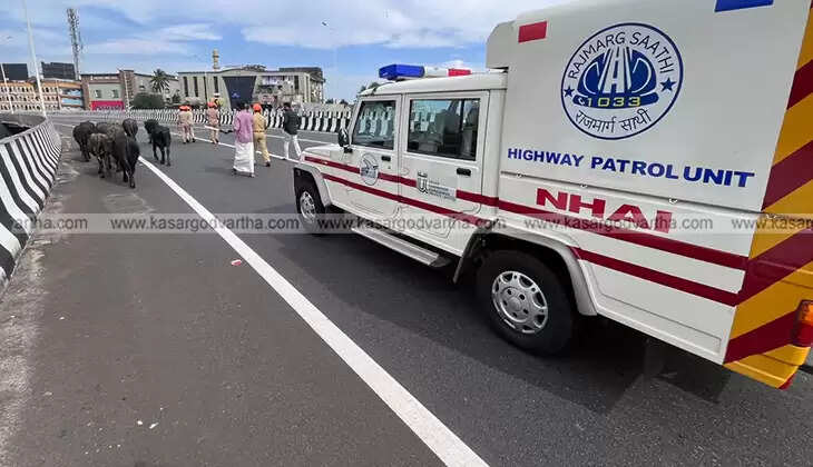kasaragod national highway buffalo herd removed accident