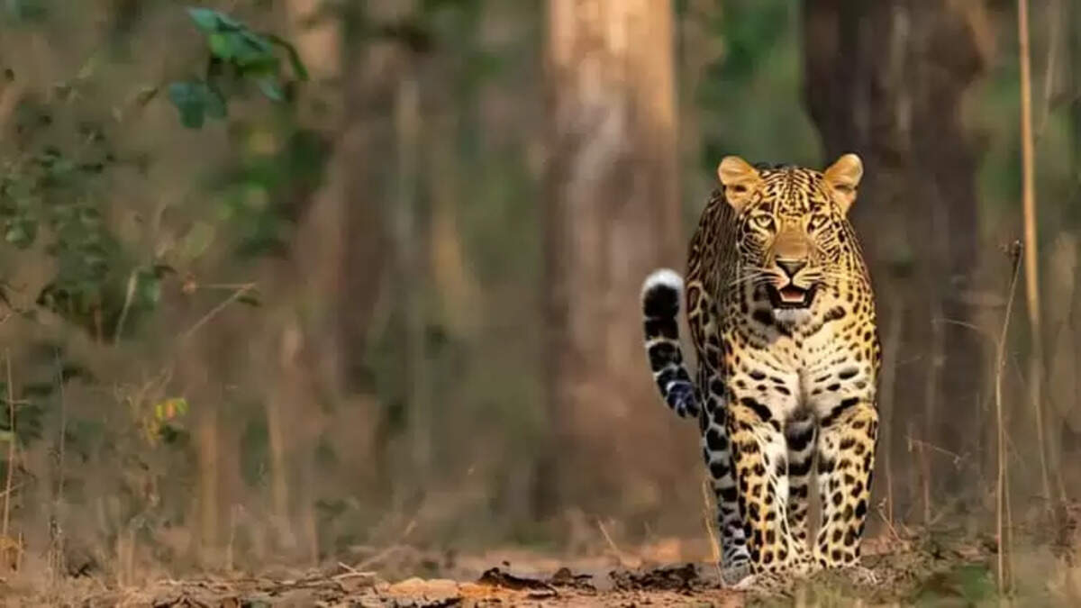 Body of a young man bitten by a Leopard found in Kalikavu, Malappuram