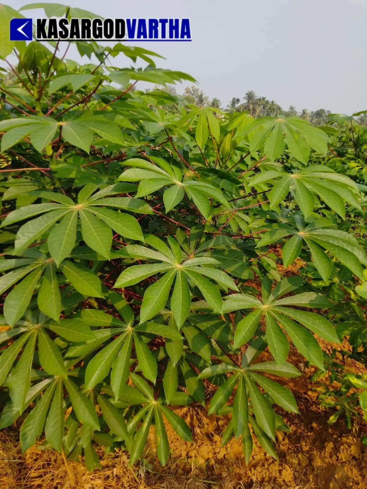 MGA Rahman inspecting his hydroponic vertical garden at Mogral