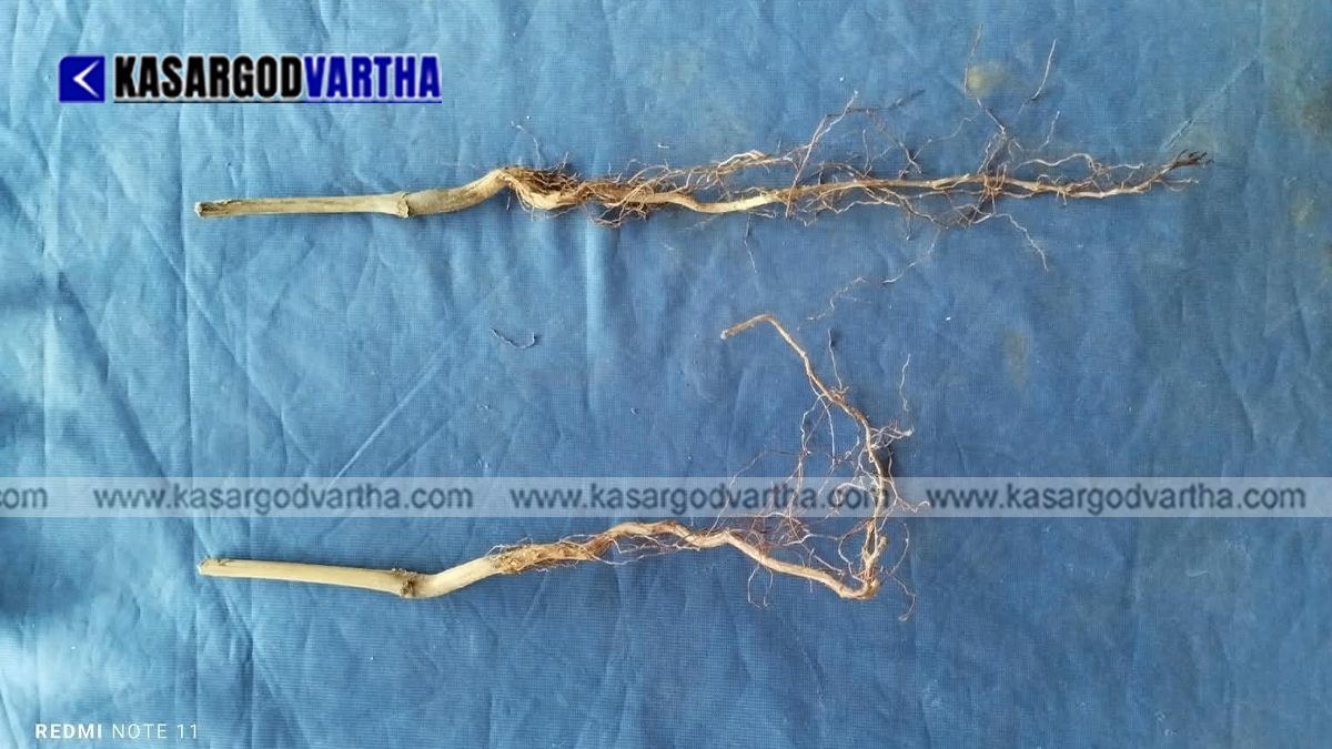 Representational image of Root Trainer Technology used for growing cashew seedlings in Kasaragod