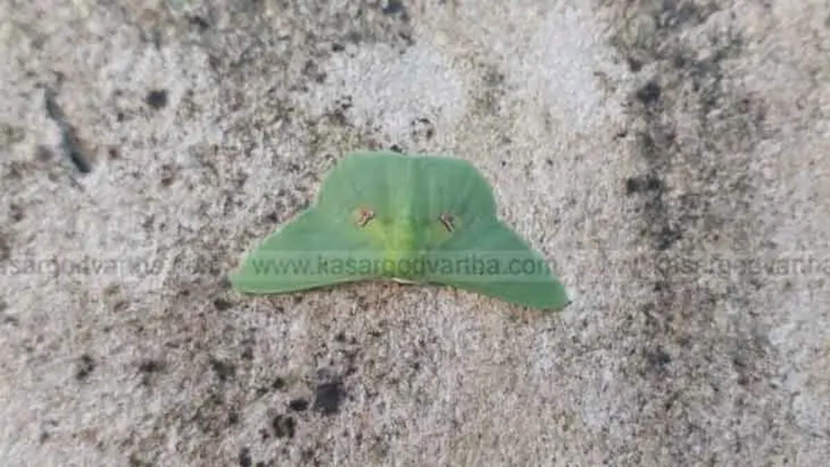 Rare Butterfly Species at Mogral, Uncommon Butterfly